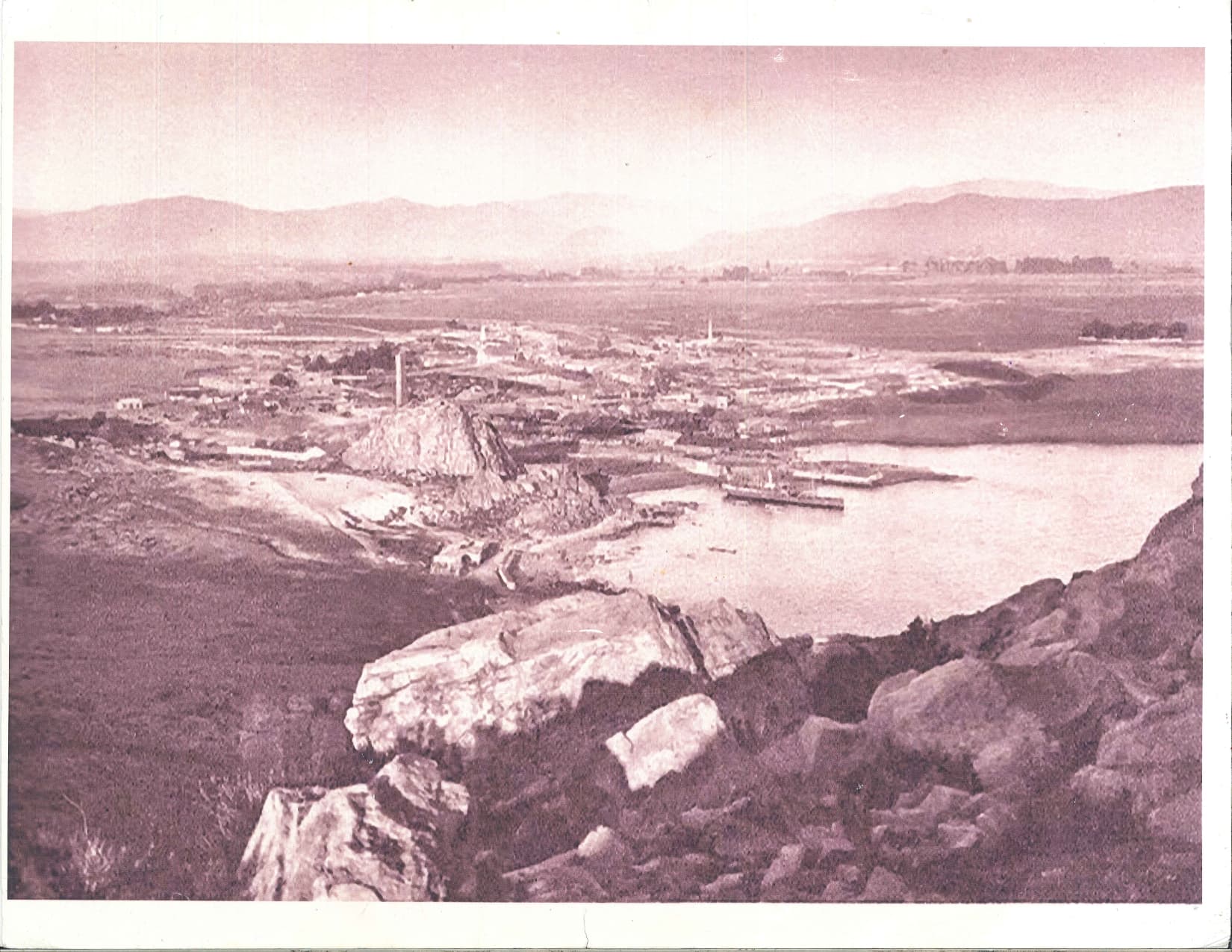 Pampilla coquimbo
